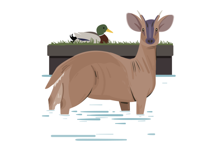 Muntjac